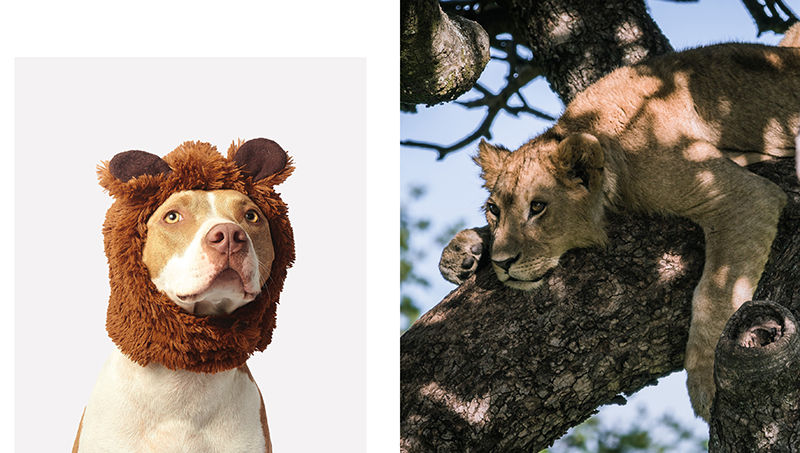 This Book Is Literally Just Pictures of Cute Animals That Will Make You Feel Better - Image 3
