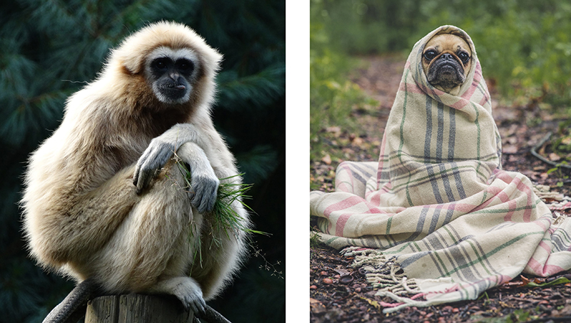This Book Is Literally Just Pictures of Cute Animals That Will Make You Feel Better - Image 2