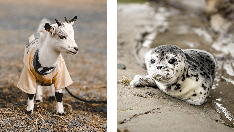 This Book Is Literally Just Pictures of Cute Animals That Will Make You Feel Better - Image 4