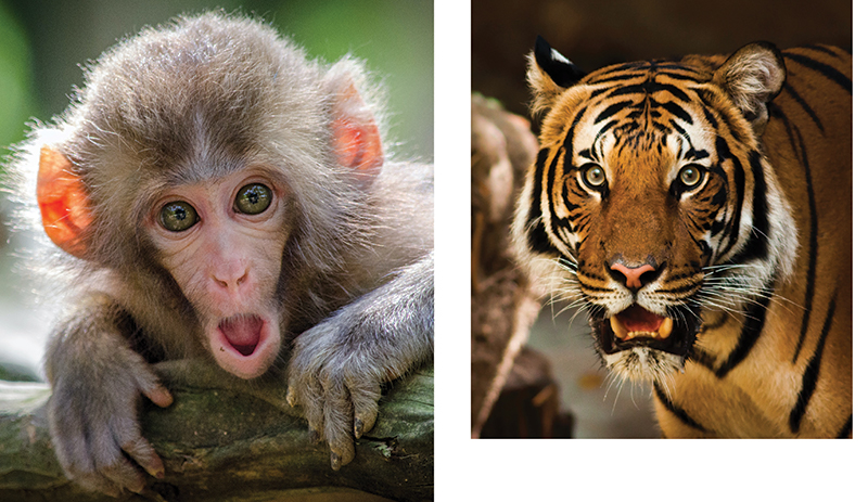 This Book is Literally Just Pictures of Animals Silently Judging You - Image 3
