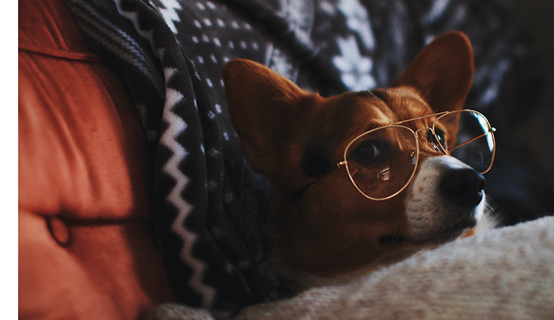 This Book is Literally Just Pictures of Animals Silently Judging You - Image 7