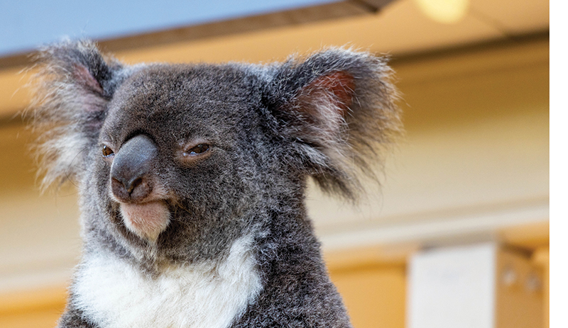 This Book is Literally Just Pictures of Animals Silently Judging You - Image 2