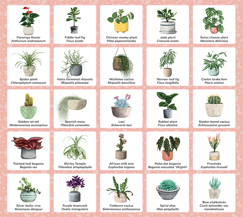 Plant Bingo - Image 4