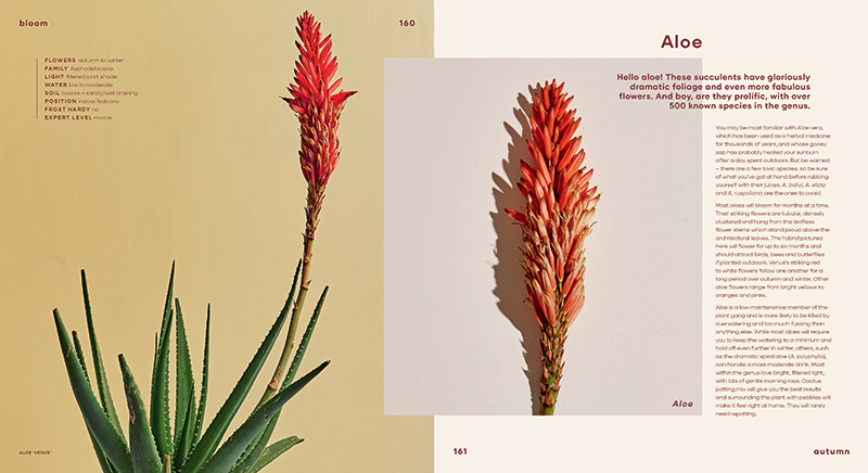 Bloom - Image 3