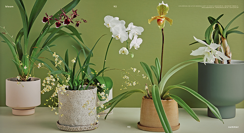Bloom - Image 4