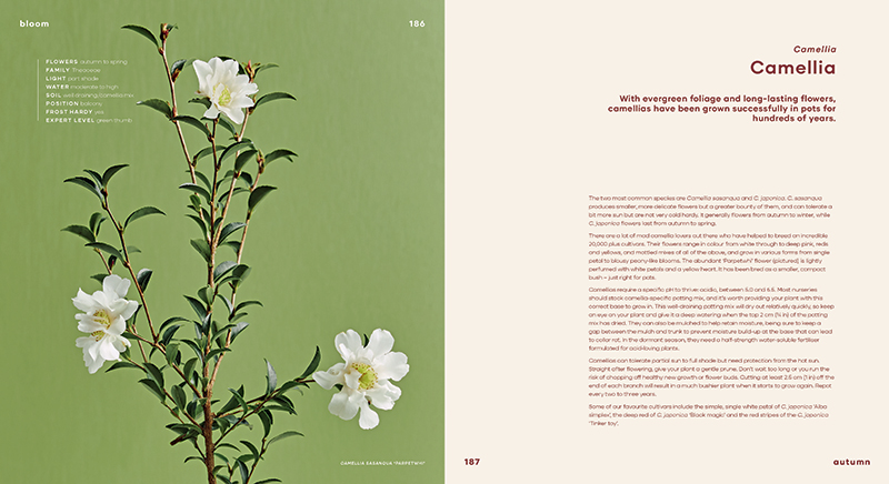 Bloom - Image 7
