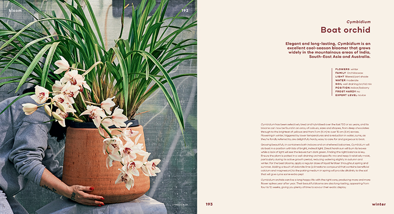 Bloom - Image 8