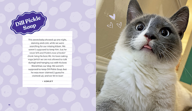 This Is Not My Cat - Image 3