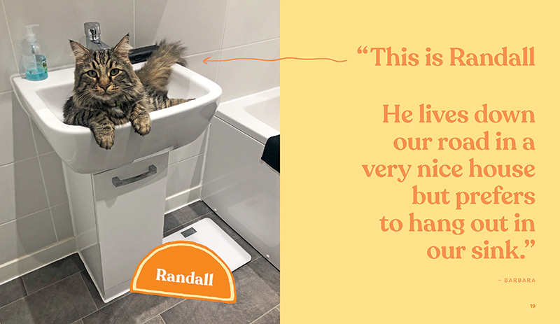 This Is Not My Cat - Image 4