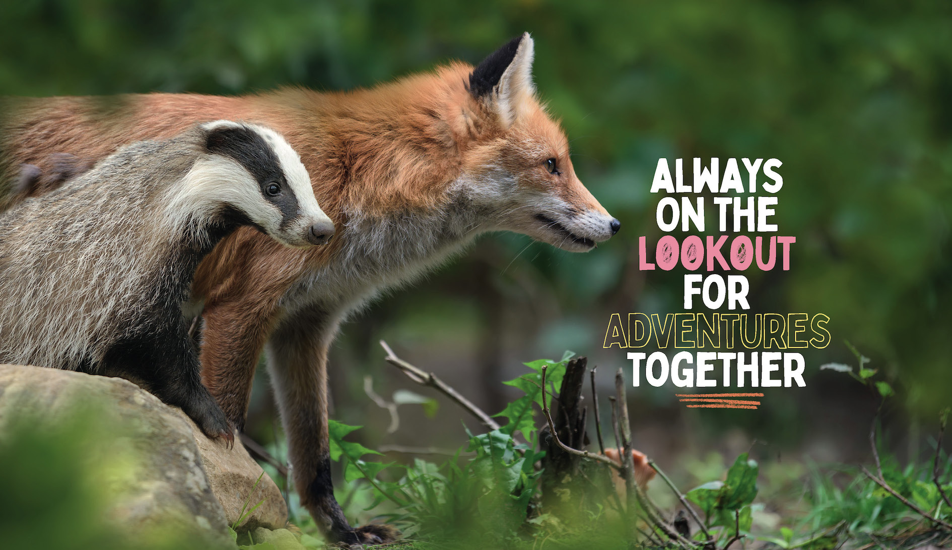 Animal Pals That Prove That Love Is Real - Image 5