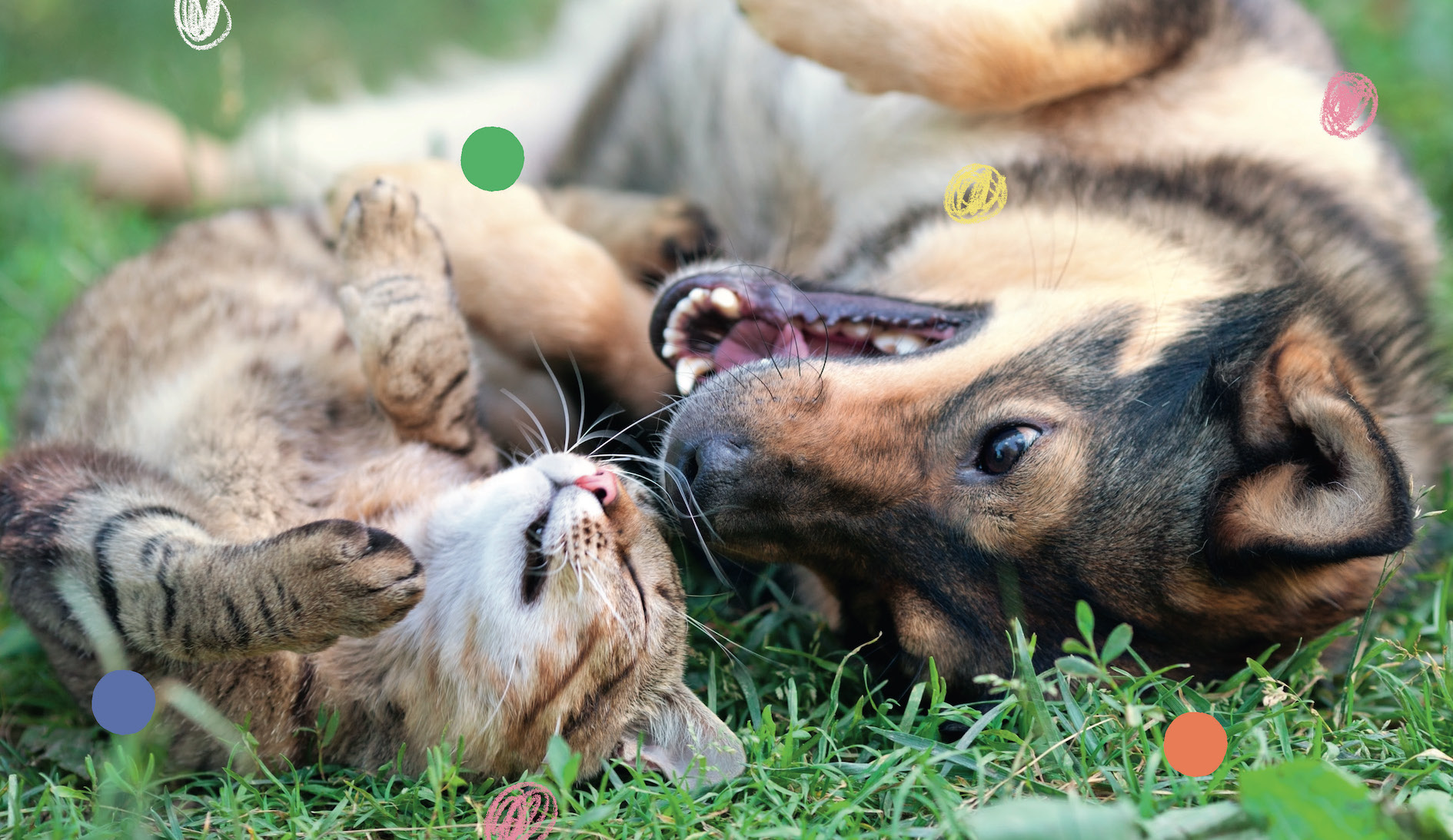 Animal Pals That Prove That Love Is Real - Image 4