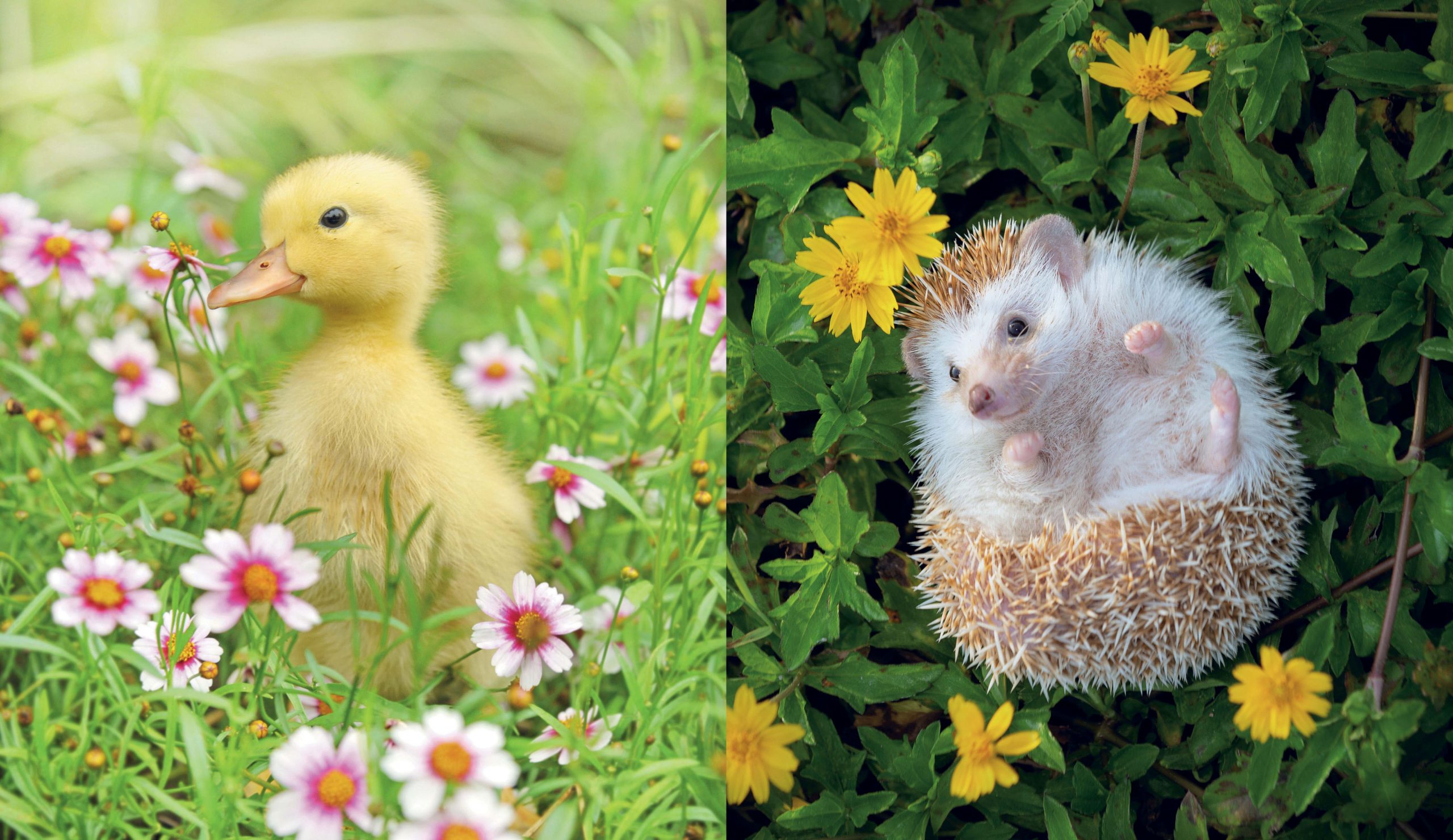 This Book Is Literally Just Pictures Of Tiny Animals That Will Make You Smile - Image 5