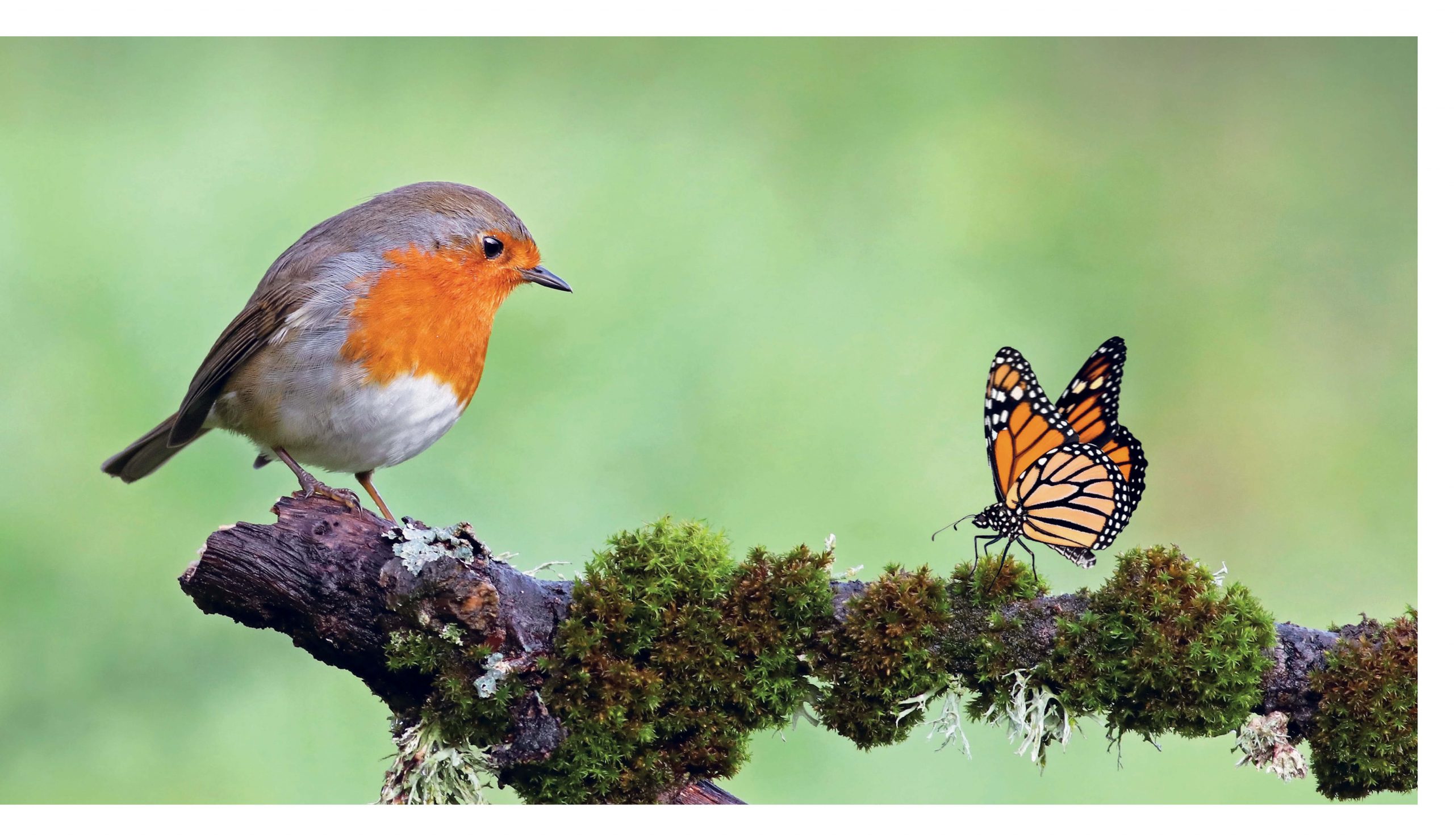 This Book Is Literally Just Pictures Of Tiny Animals That Will Make You Smile - Image 7