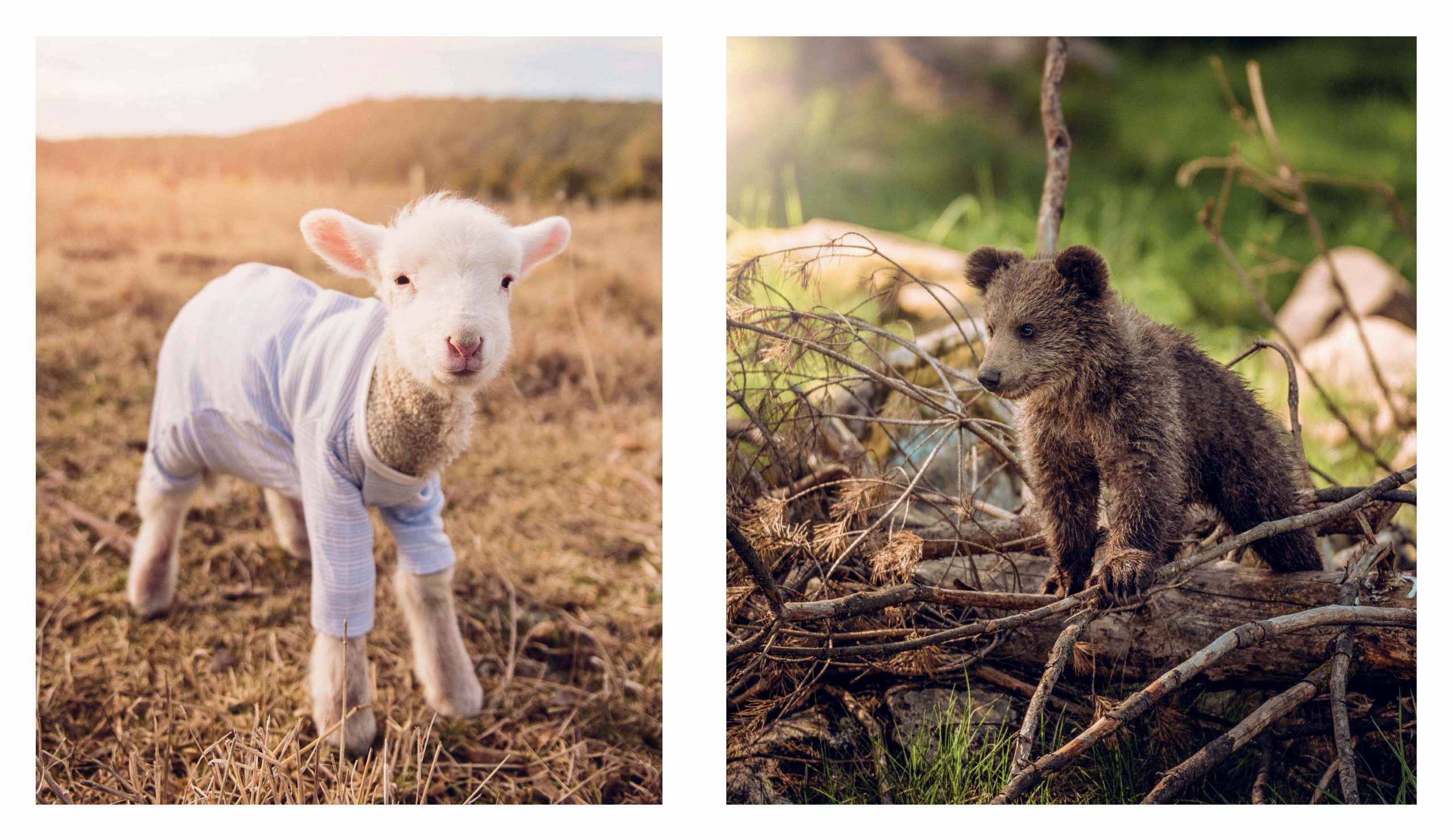 This Book Is Literally Just Pictures Of Tiny Animals That Will Make You Smile - Image 9