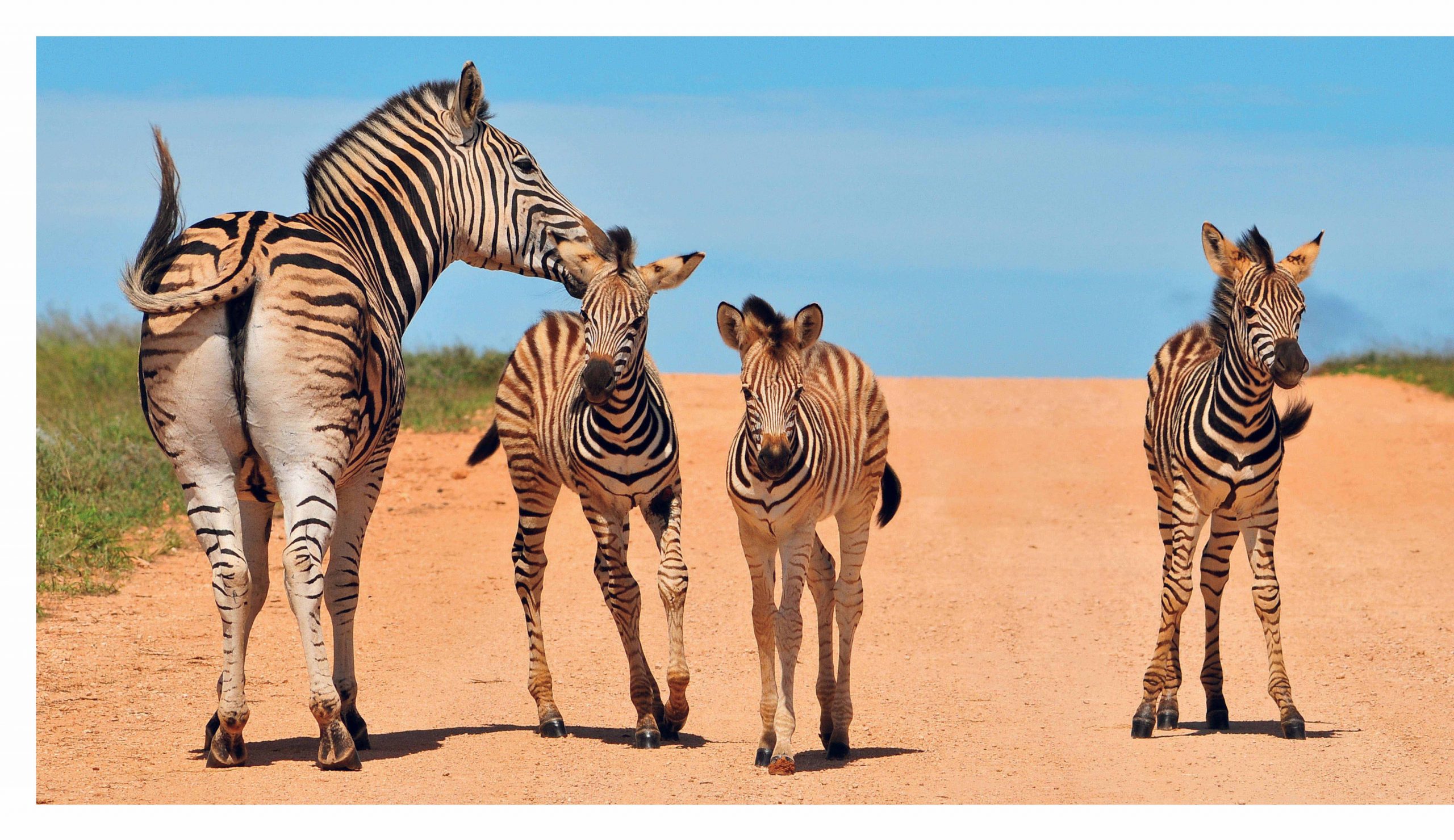 This Book Is Literally Just Pictures Of Tiny Animals That Will Make You Smile - Image 8