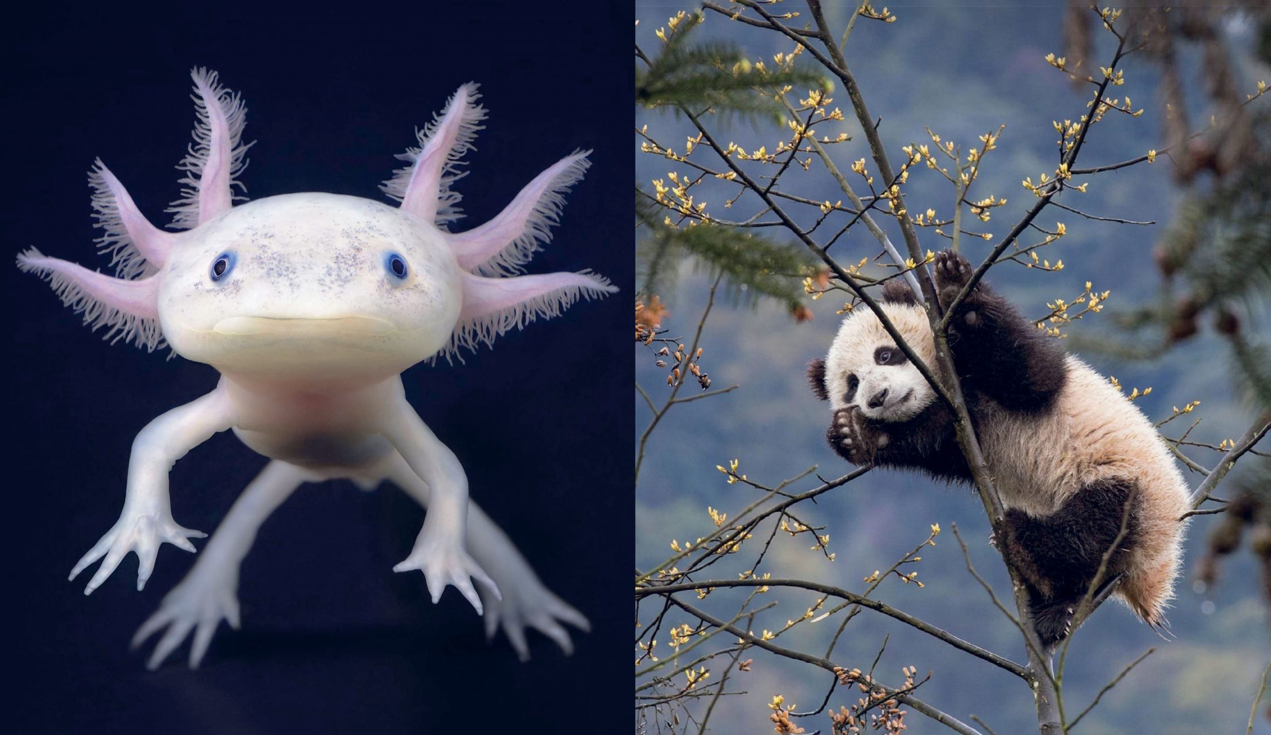 This Book Is Literally Just Pictures Of Tiny Animals That Will Make You Smile - Image 3