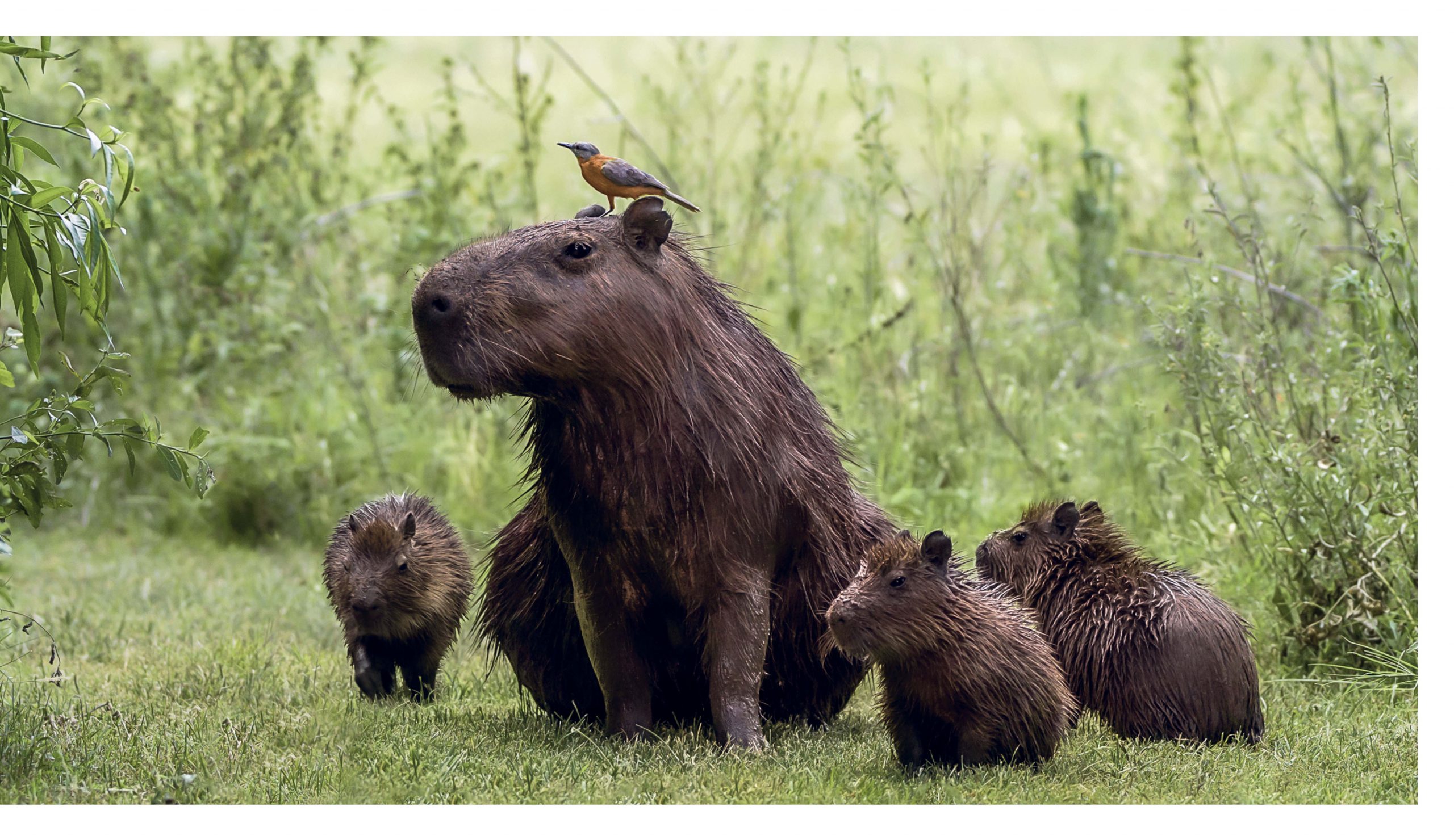 This Book Is Literally Just Pictures Of Tiny Animals That Will Make You Smile - Image 6