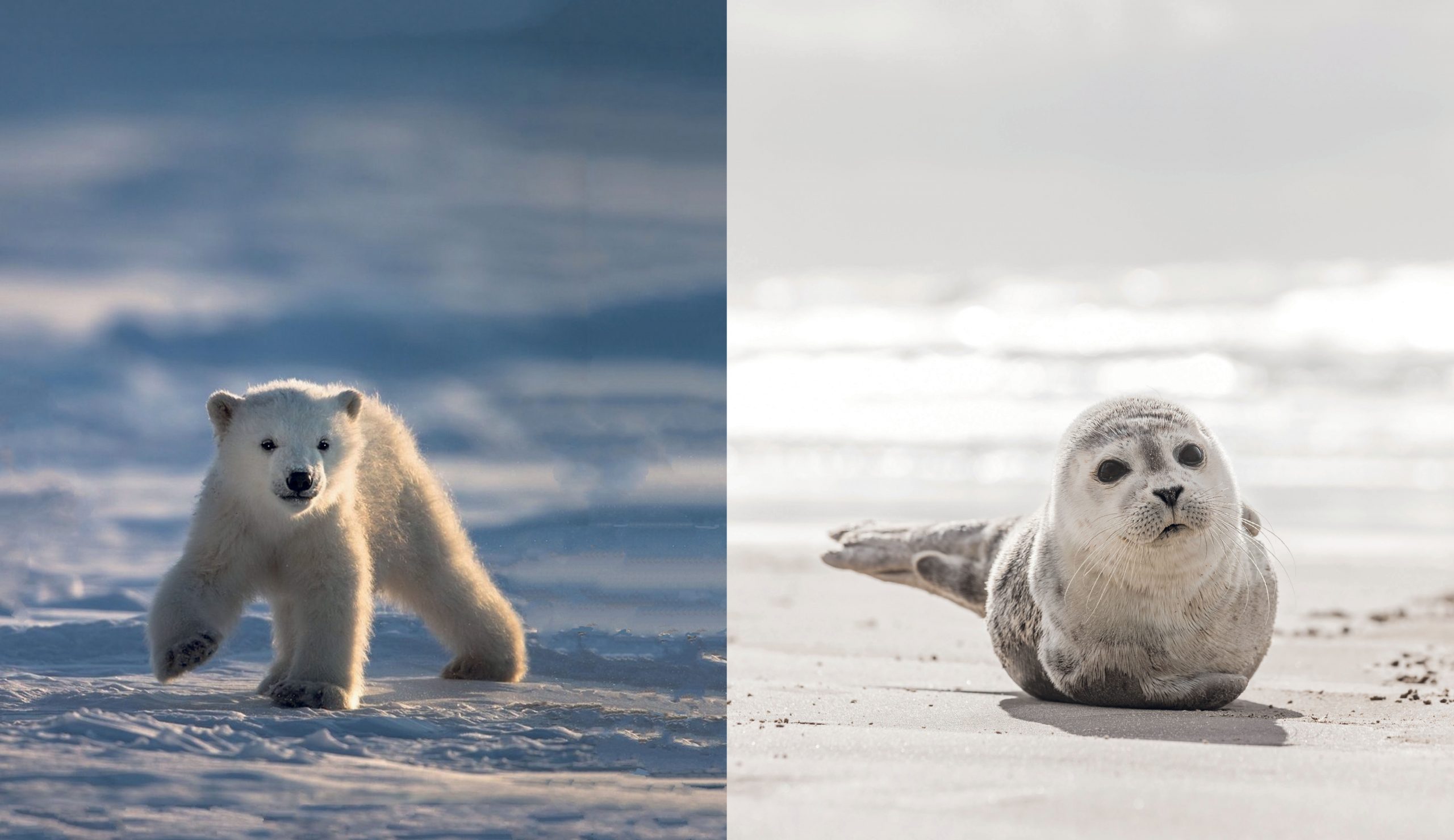 This Book Is Literally Just Pictures Of Tiny Animals That Will Make You Smile - Image 4