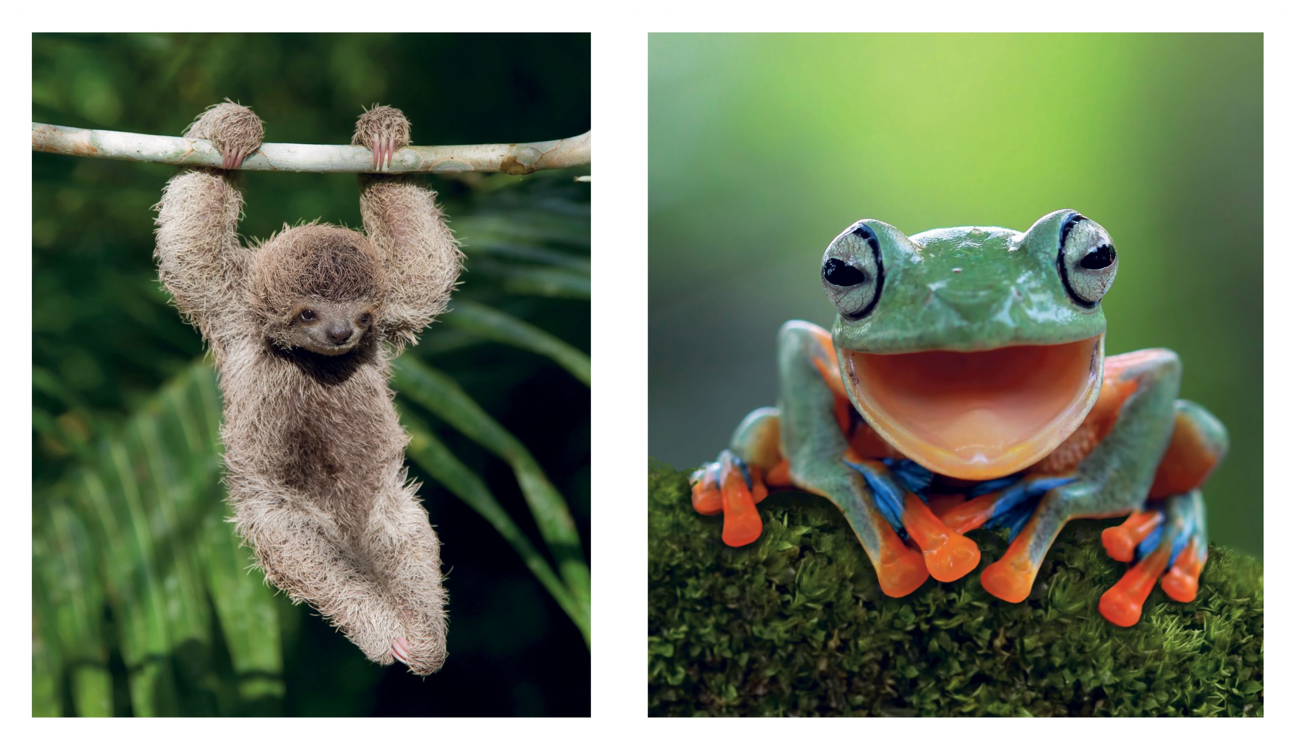 This Book Is Literally Just Pictures Of Tiny Animals That Will Make You Smile - Image 2