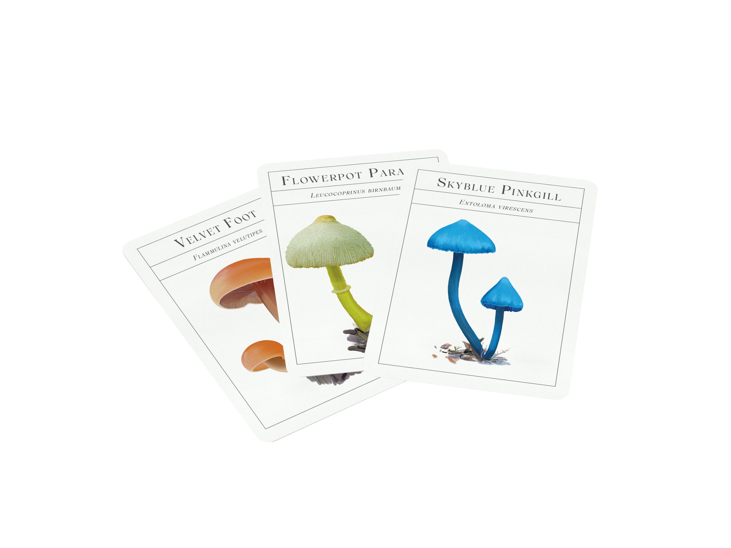 The Deck of Mushrooms - Image 2