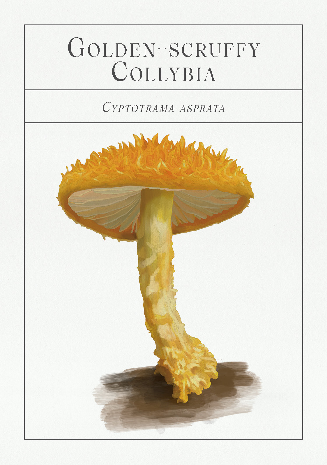 The Deck of Mushrooms - Image 3