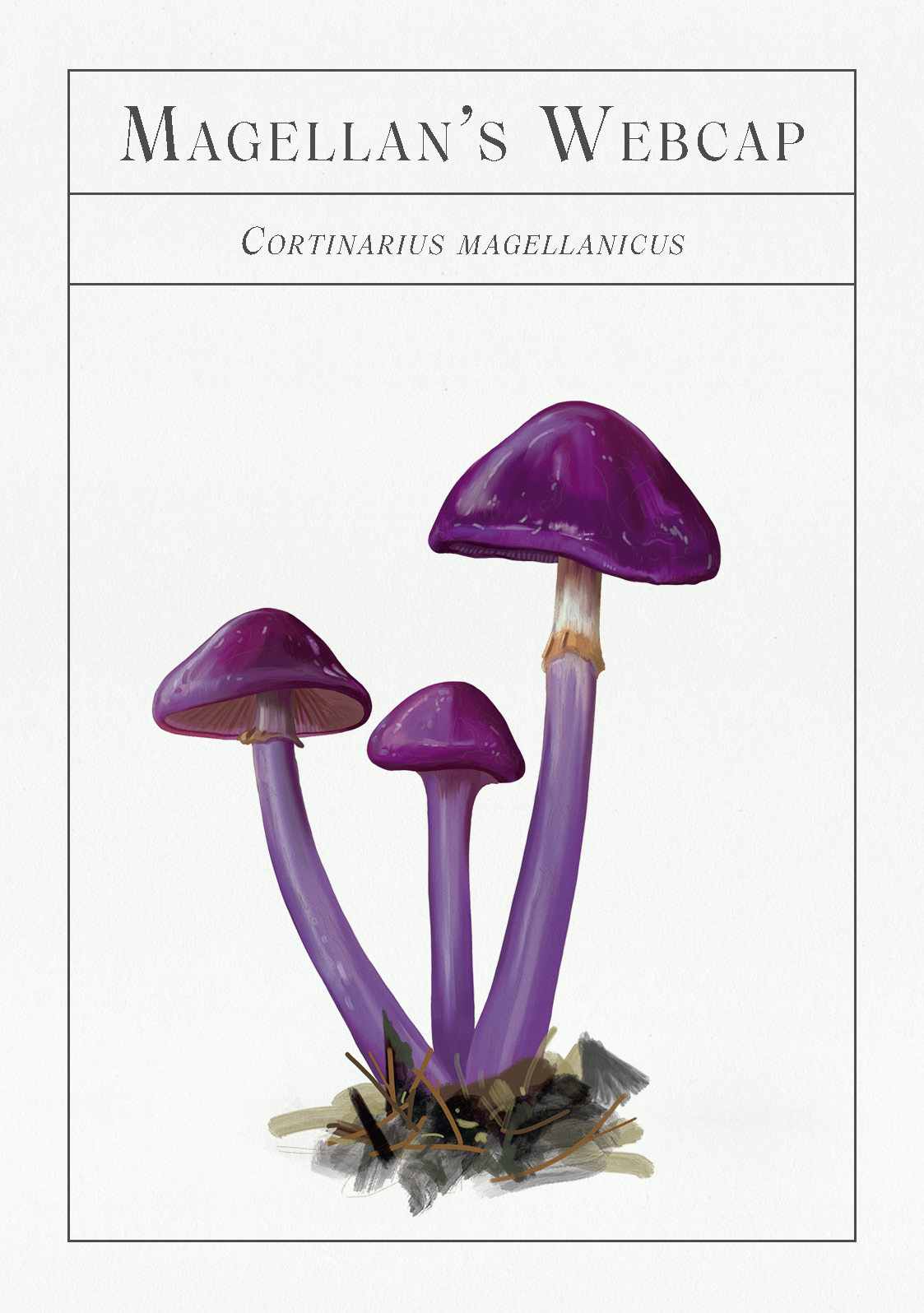 The Deck of Mushrooms - Image 5