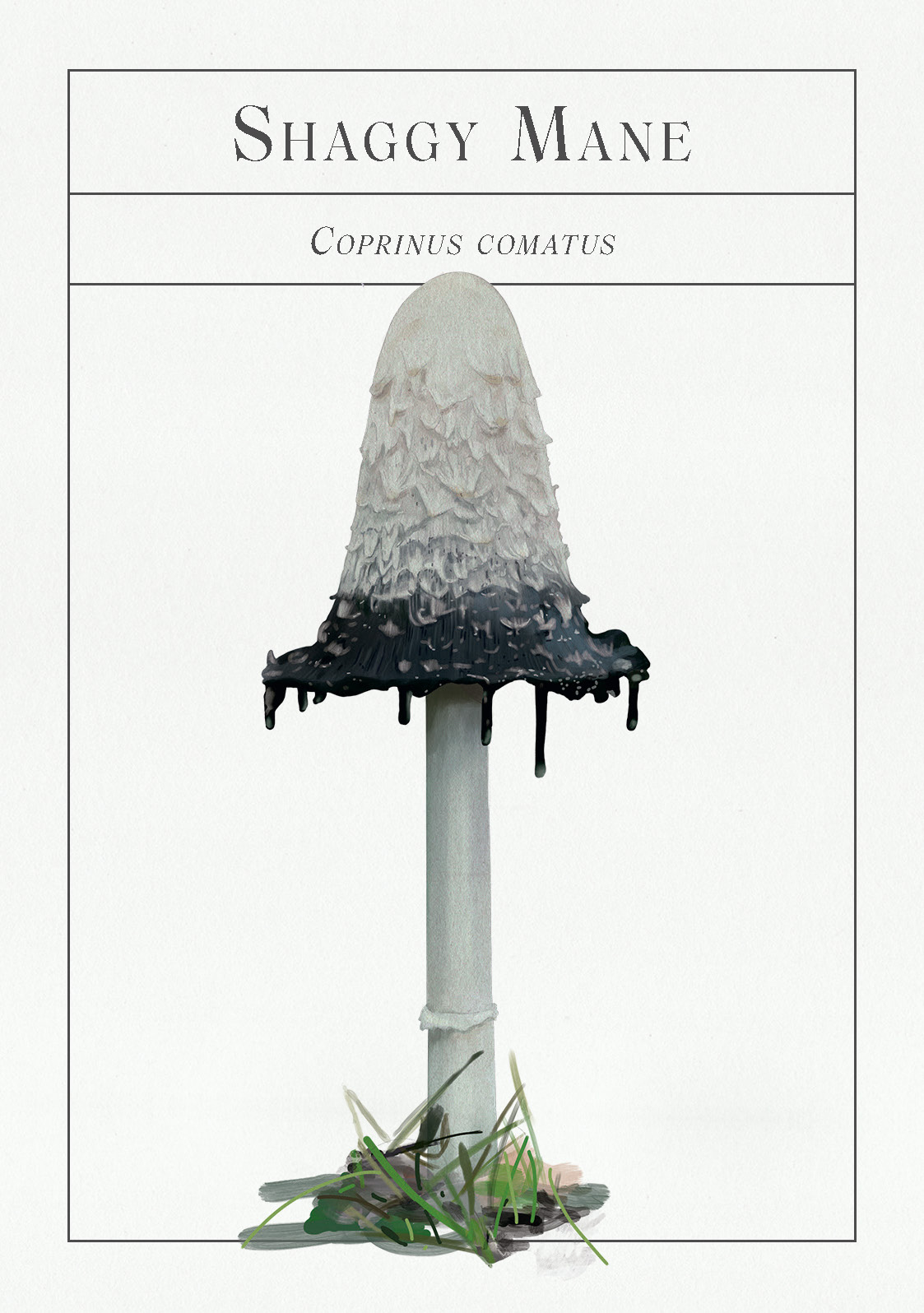 The Deck of Mushrooms - Image 9