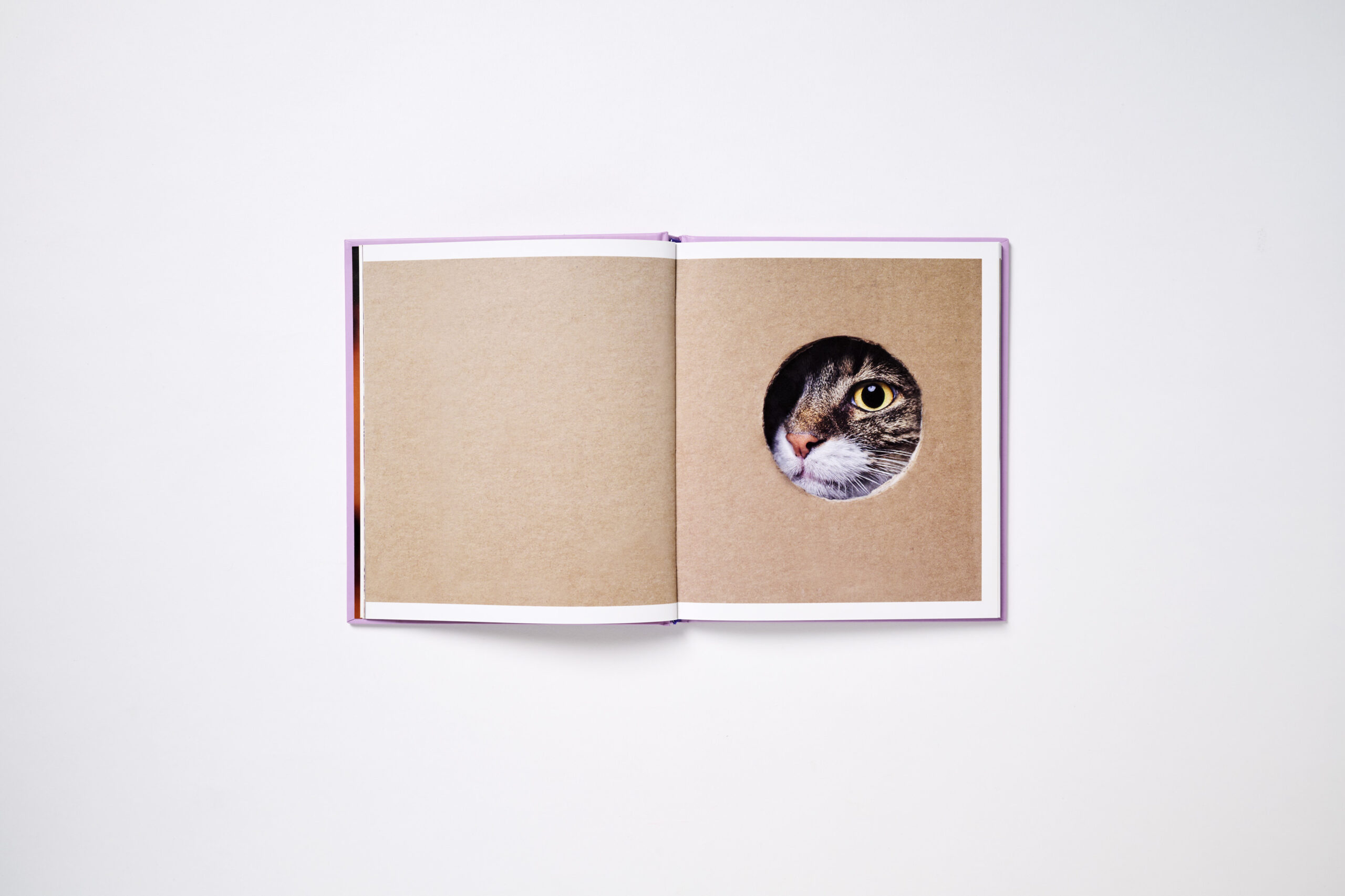 This Book is Literally Just Pictures of Cute Cats Who Are Plotting to Kill You - Image 3