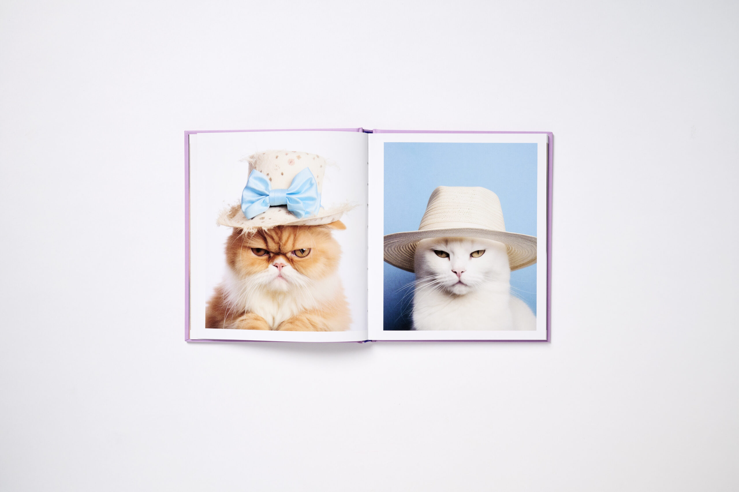 This Book is Literally Just Pictures of Cute Cats Who Are Plotting to Kill You - Image 4