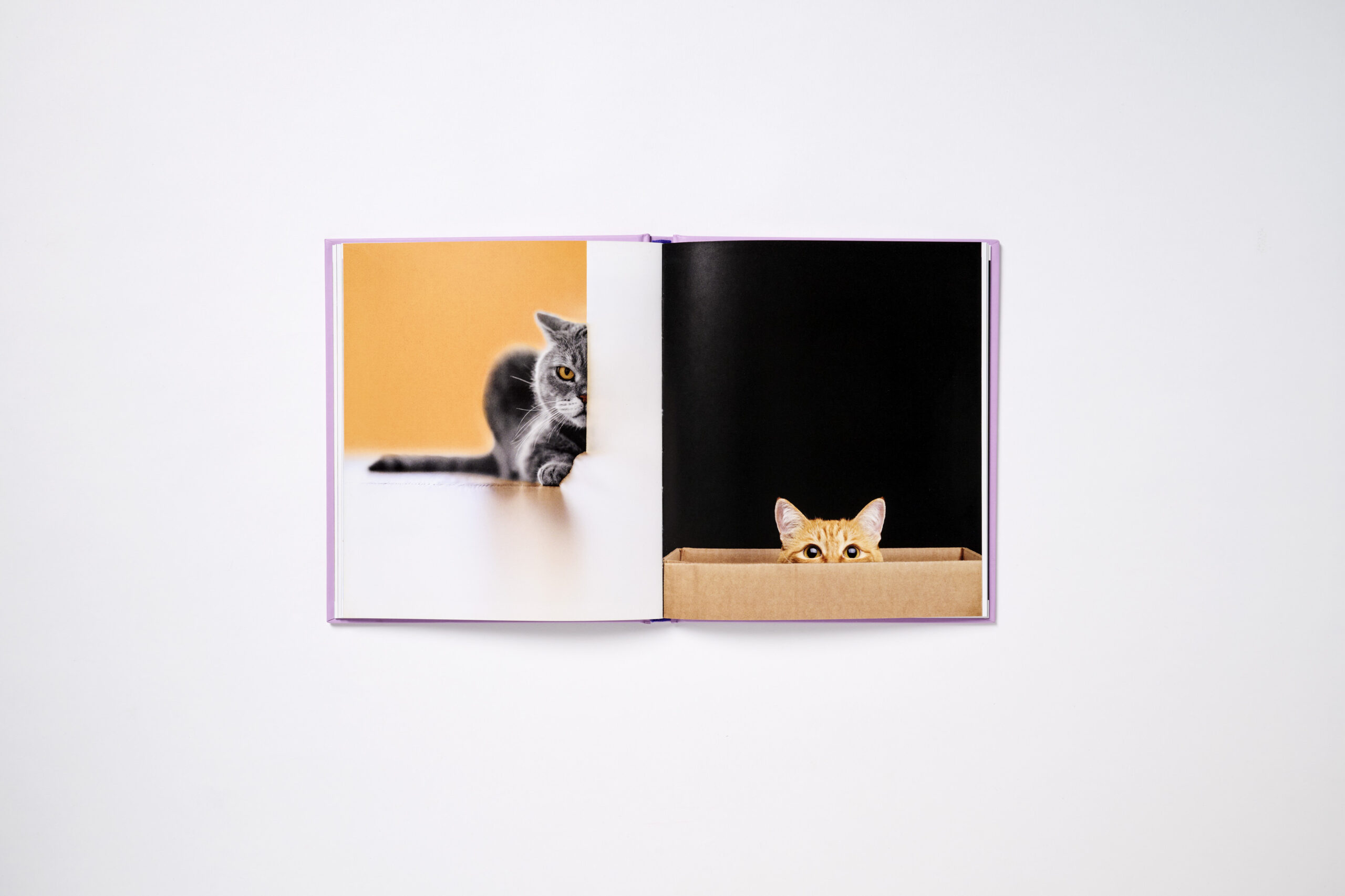 This Book is Literally Just Pictures of Cute Cats Who Are Plotting to Kill You - Image 5