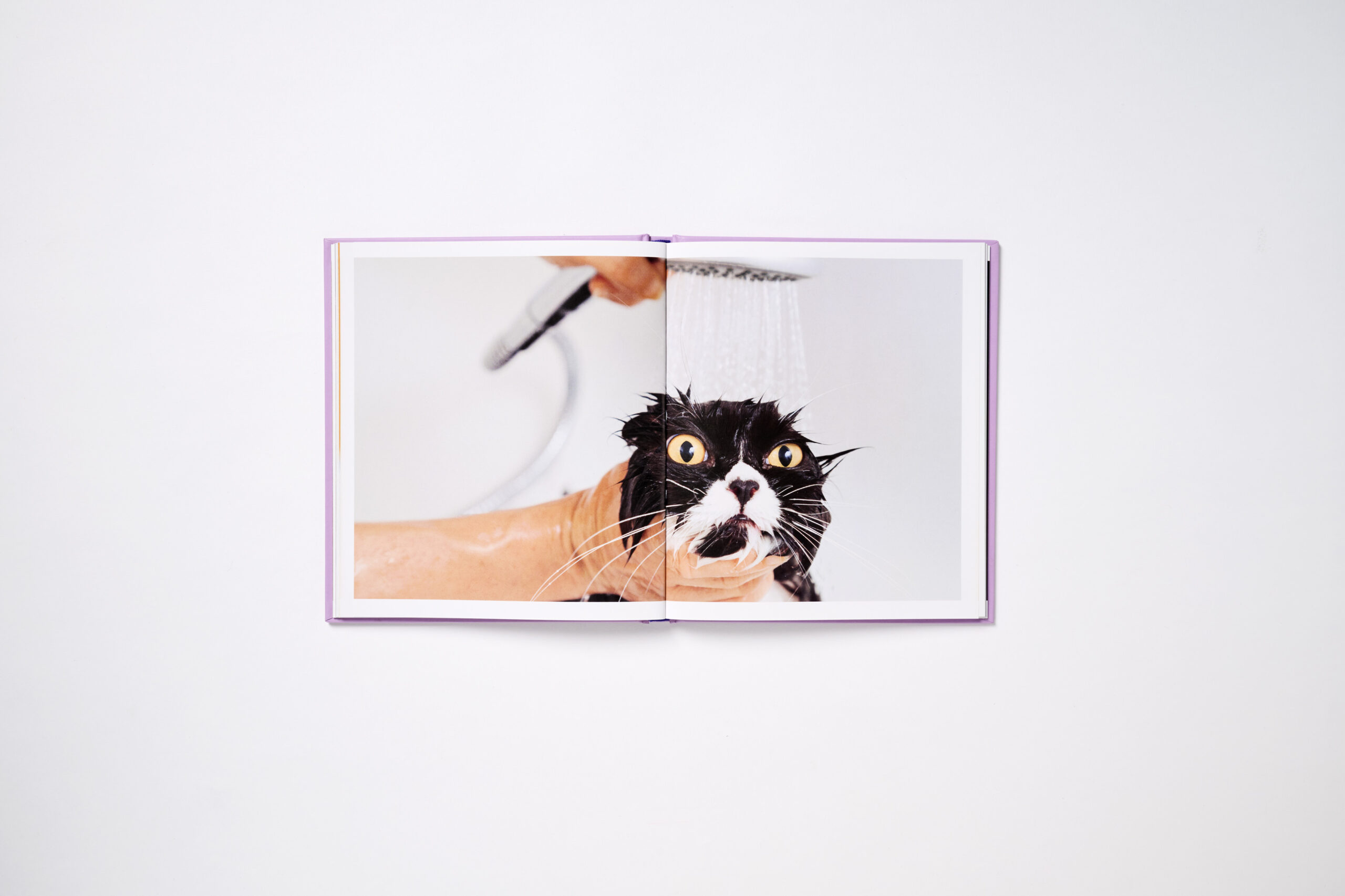 This Book is Literally Just Pictures of Cute Cats Who Are Plotting to Kill You - Image 6