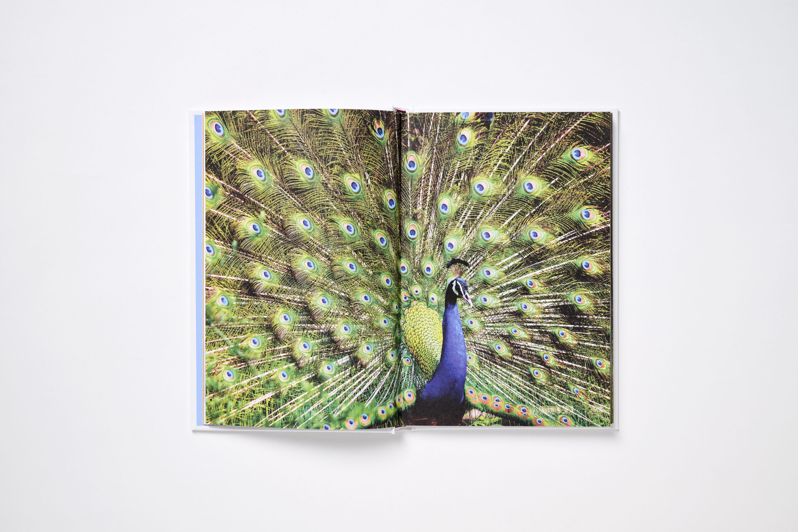 Feathered Freaks - Image 4