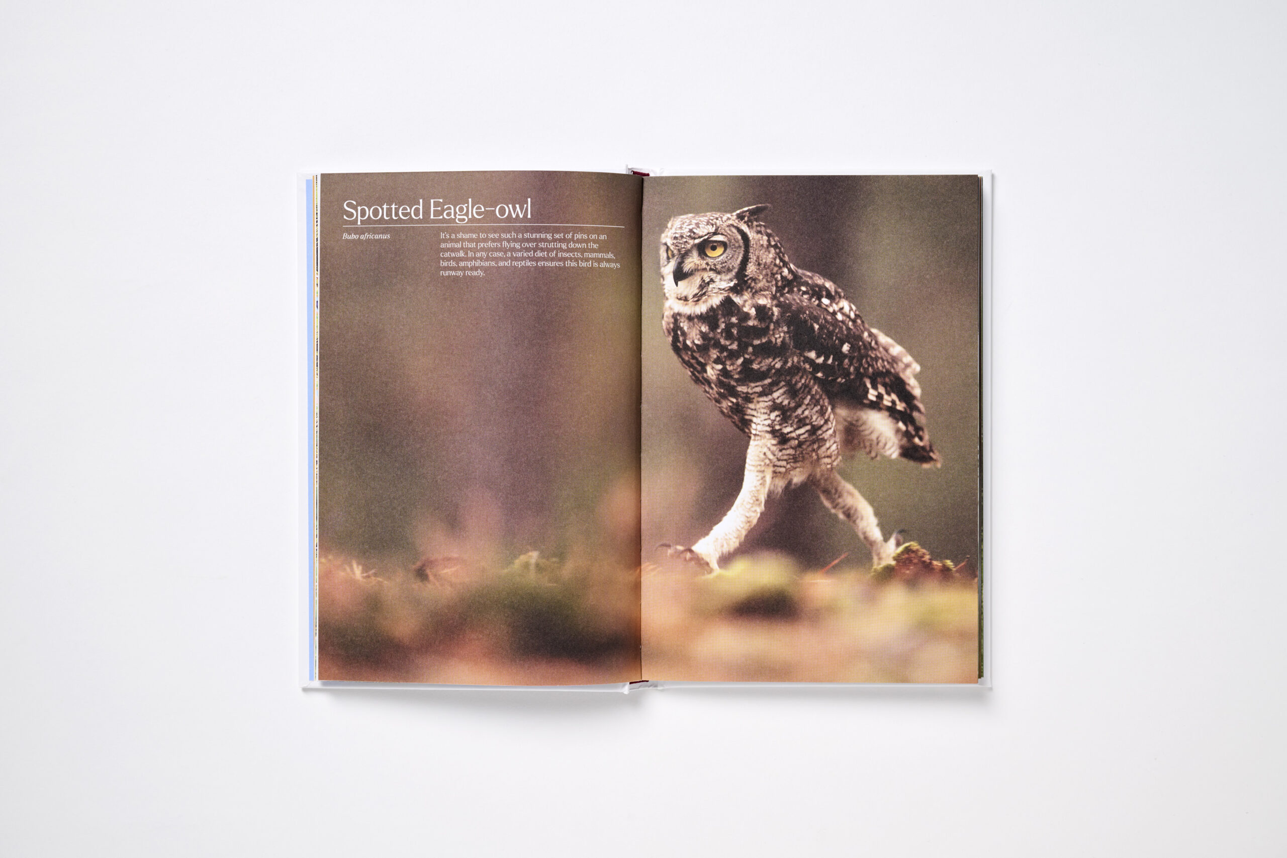 Feathered Freaks - Image 5