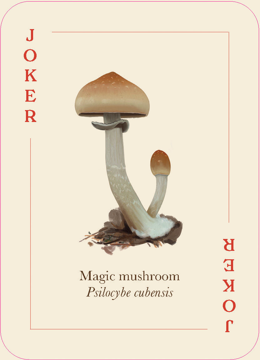 Mushrooms of the Wild - Image 3