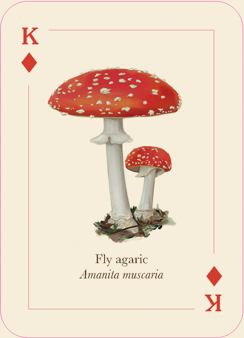 Mushrooms of the Wild - Image 4