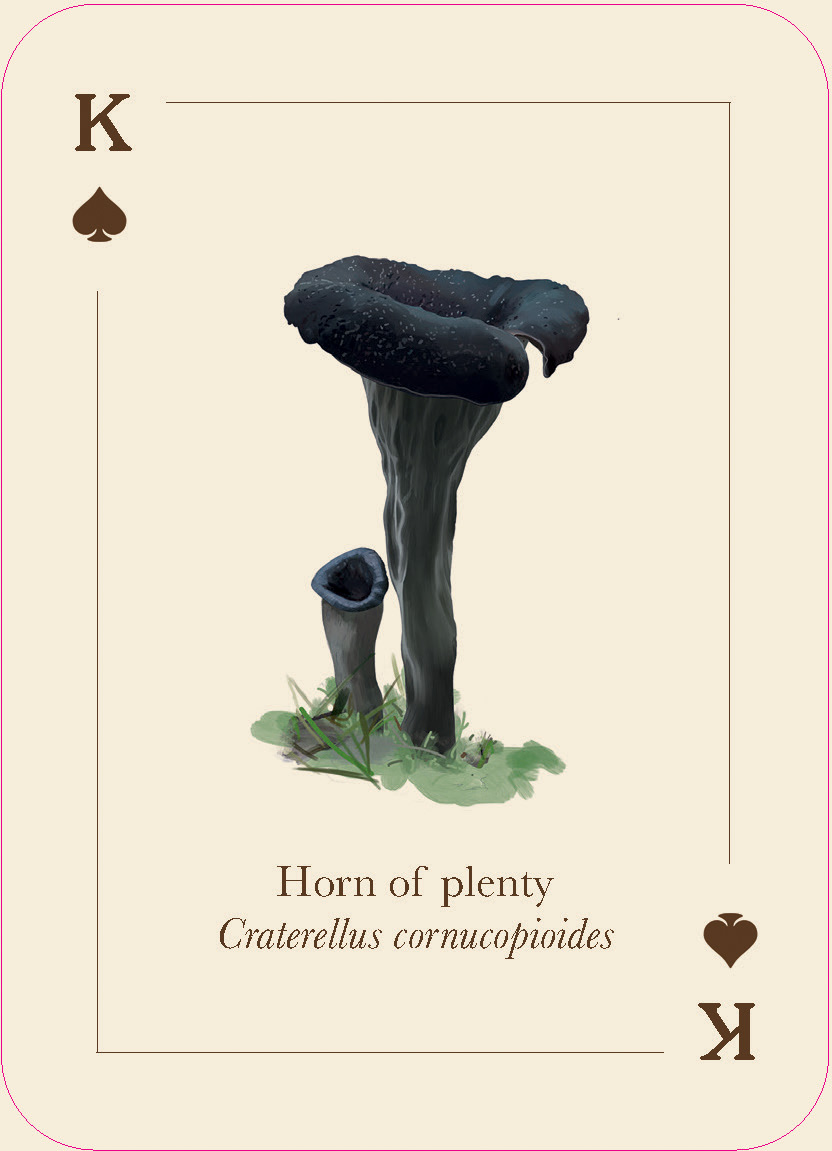 Mushrooms of the Wild - Image 6