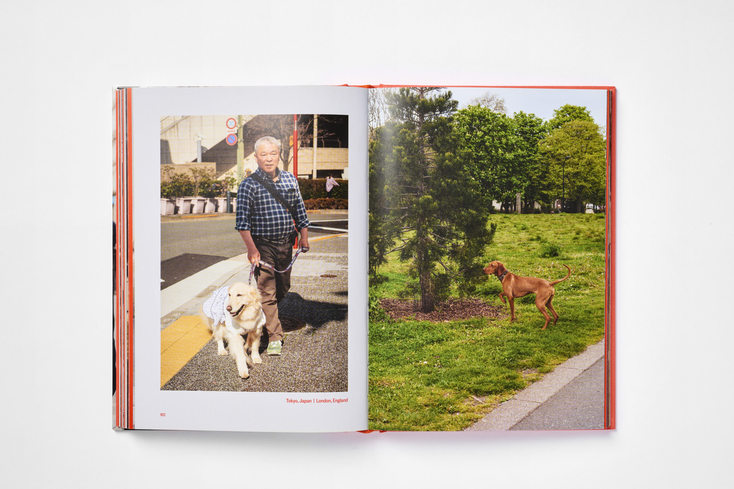 Dog’s Best Friend - Image 4