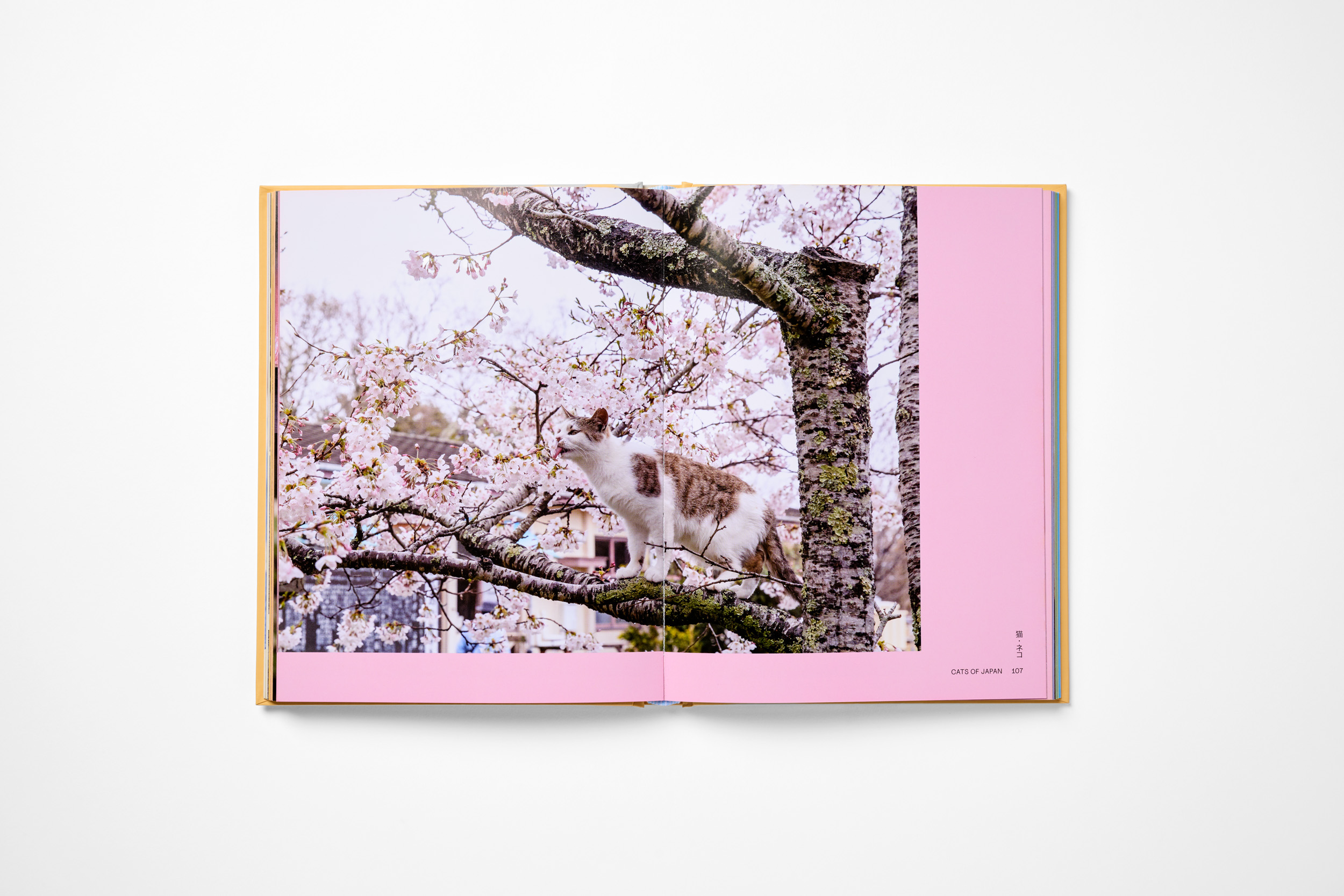 Neko - Image 4