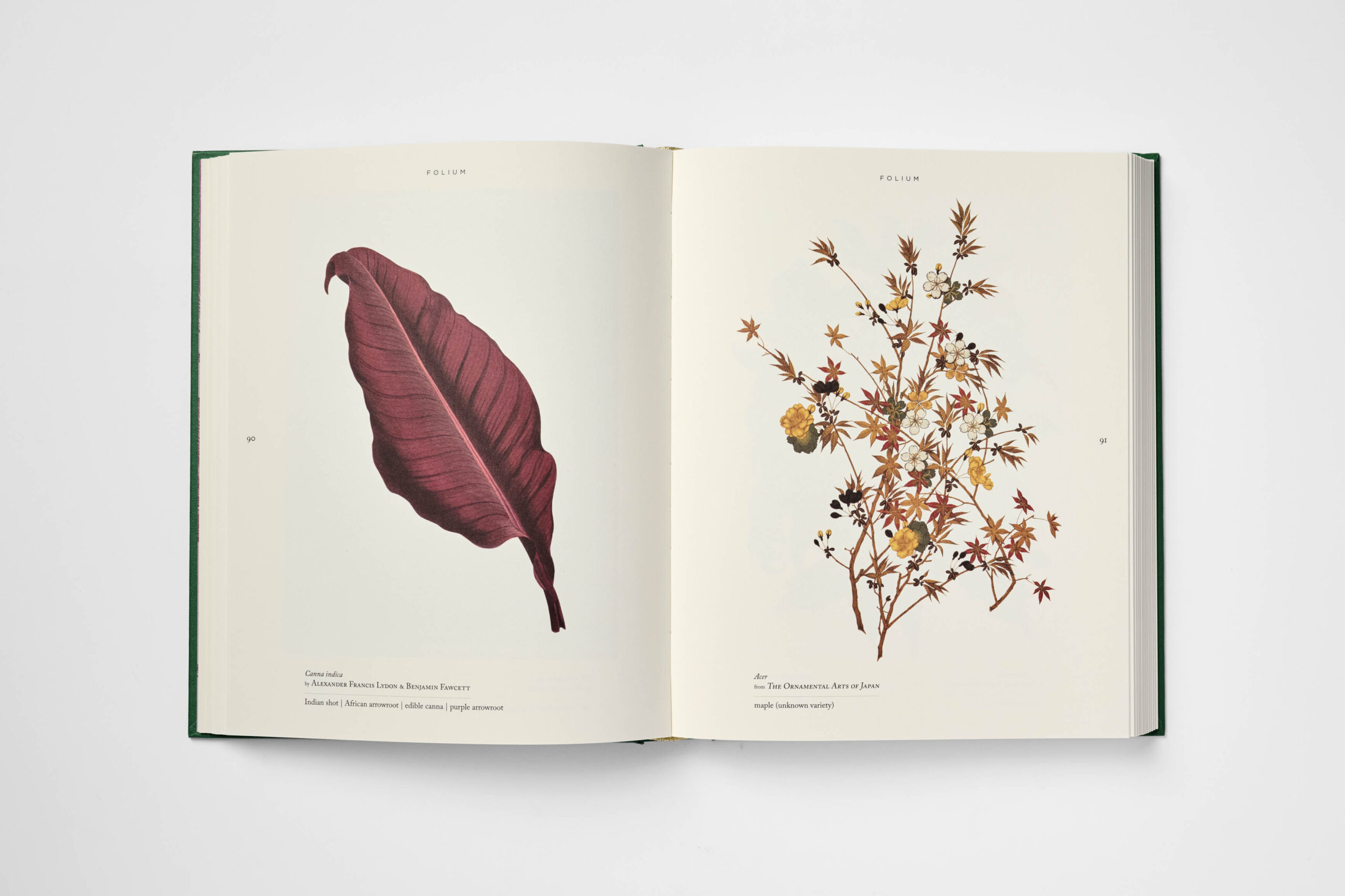 Folium - Image 4