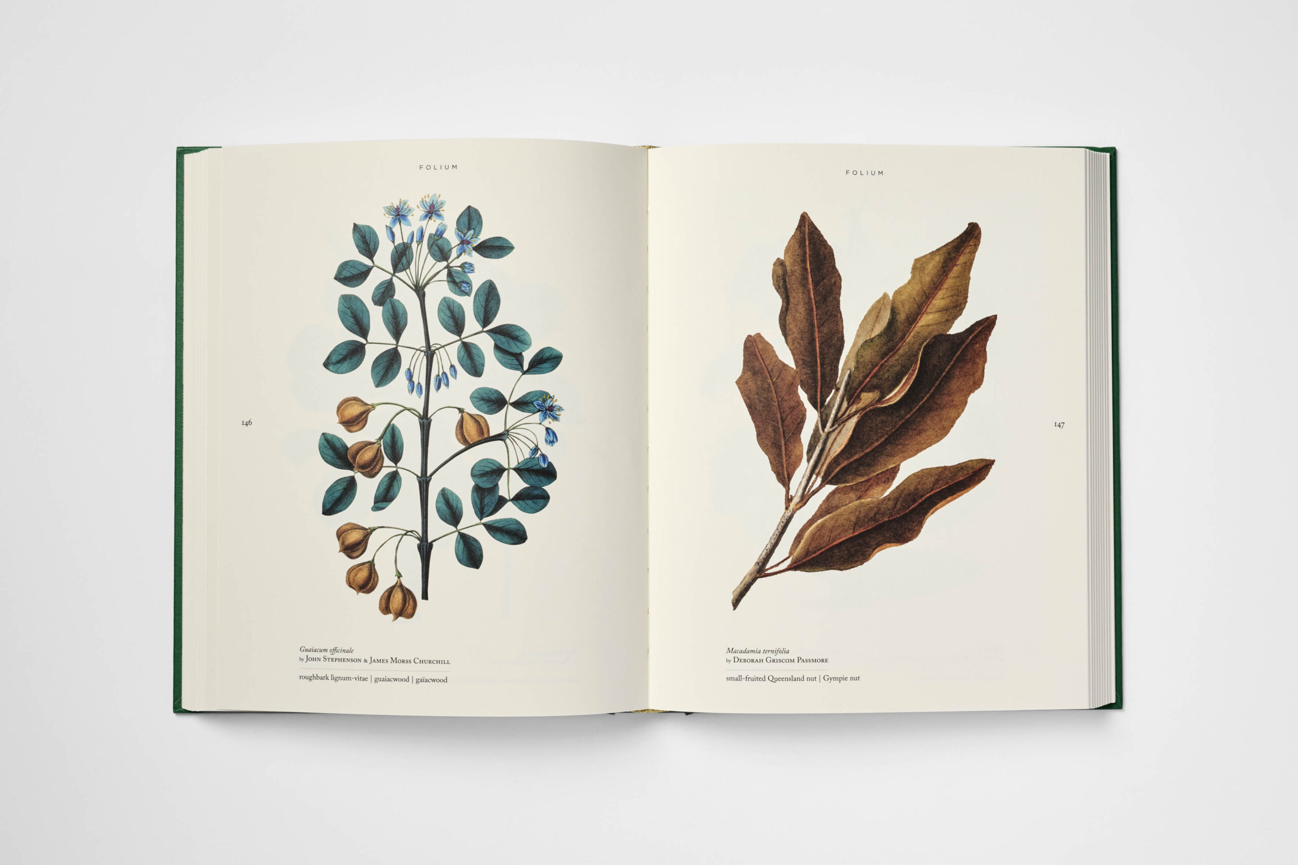 Folium - Image 5