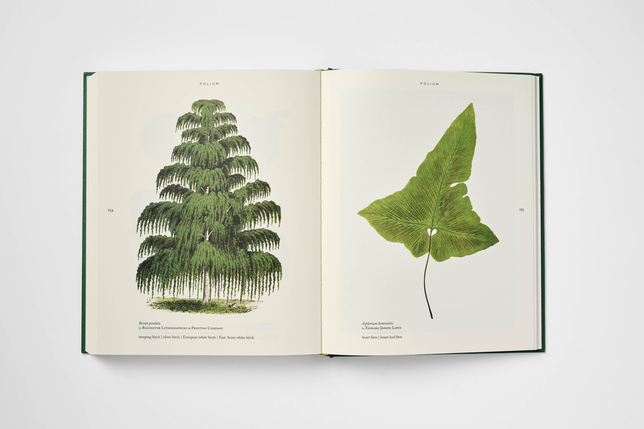 Folium - Image 6